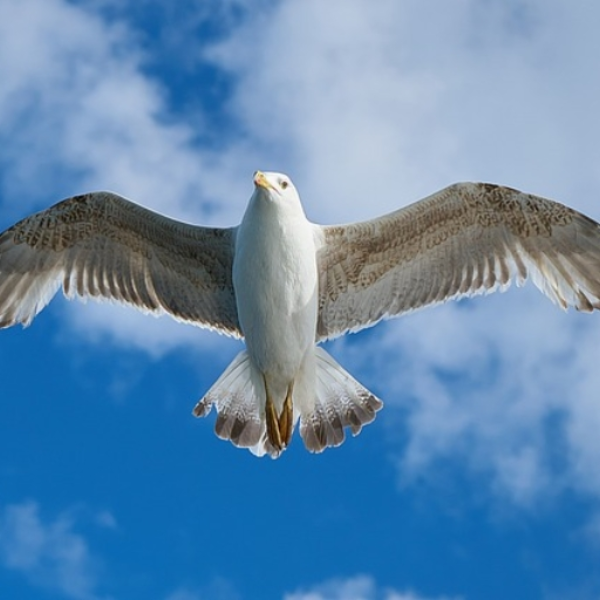 Flight