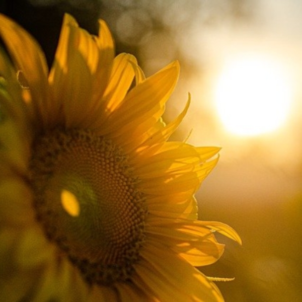Sunshine