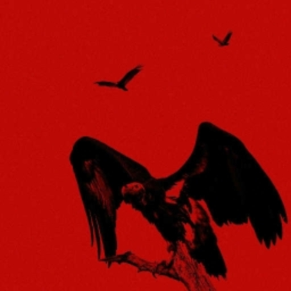 Vultures