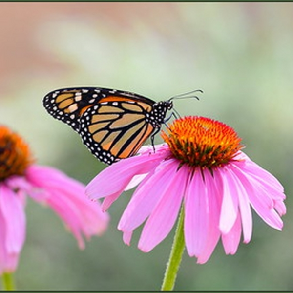 HAPPY!