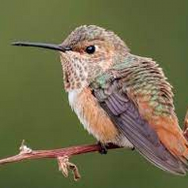 Flight of the Hummingbirds