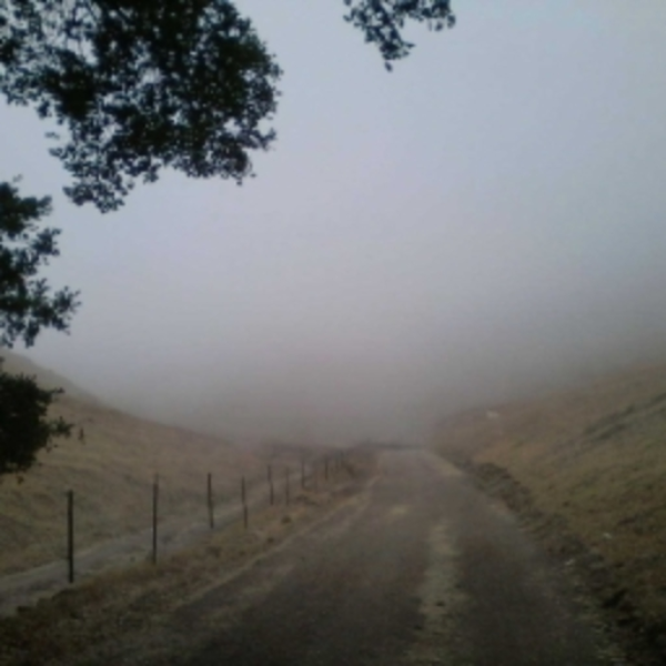 Wandering In Mist