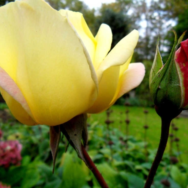 Wataah!