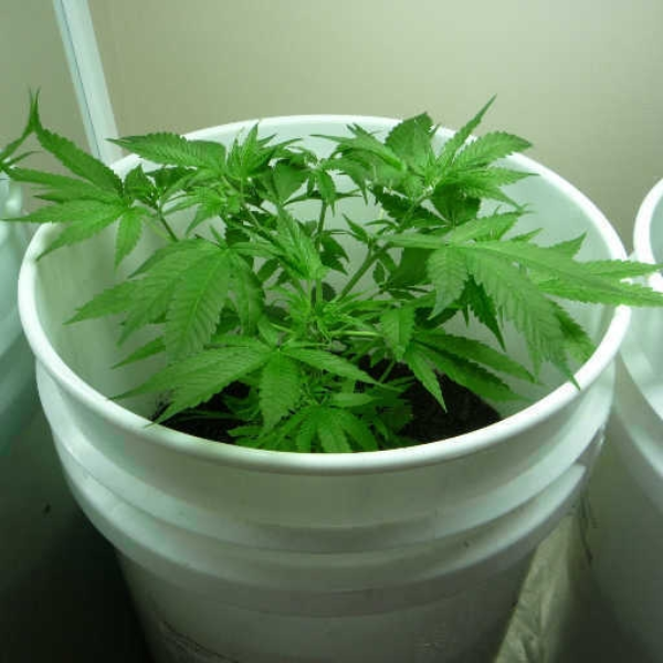 Weed Chopped Up