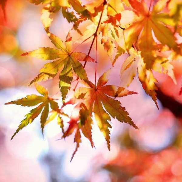 Welcome, Autumn (Quinzel Remix)