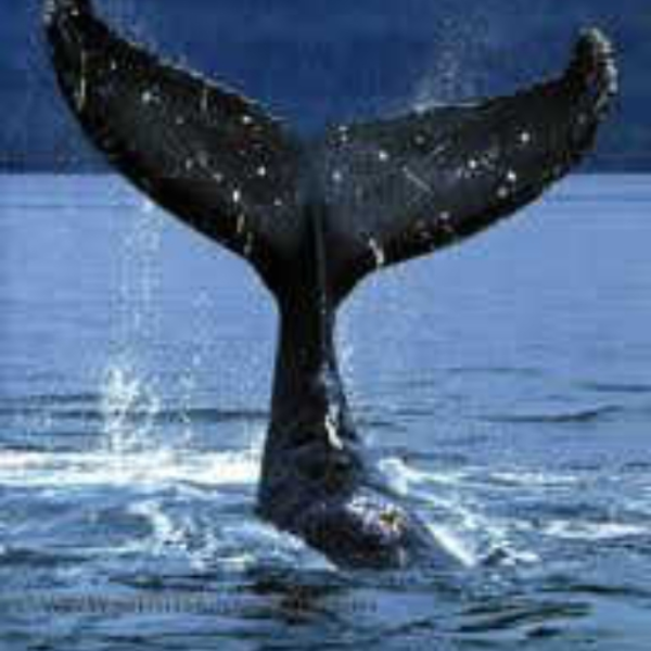whales tale
