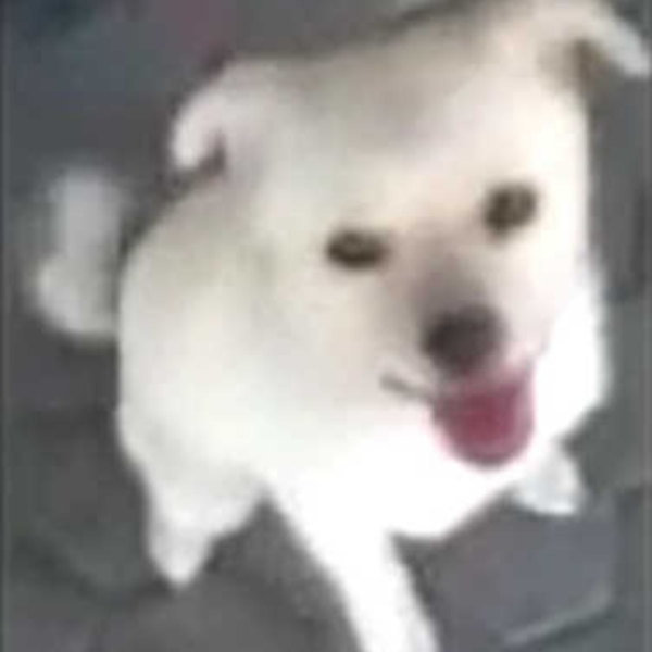 White Furry Cerberus (WIP)