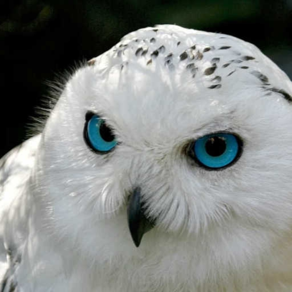 White Owl