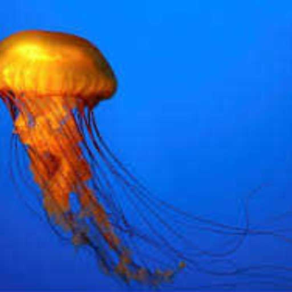 Why am I a JellyFish
