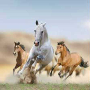 wild west