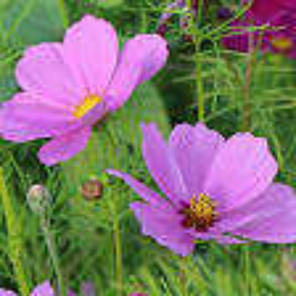 Wildflower