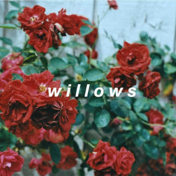 willows