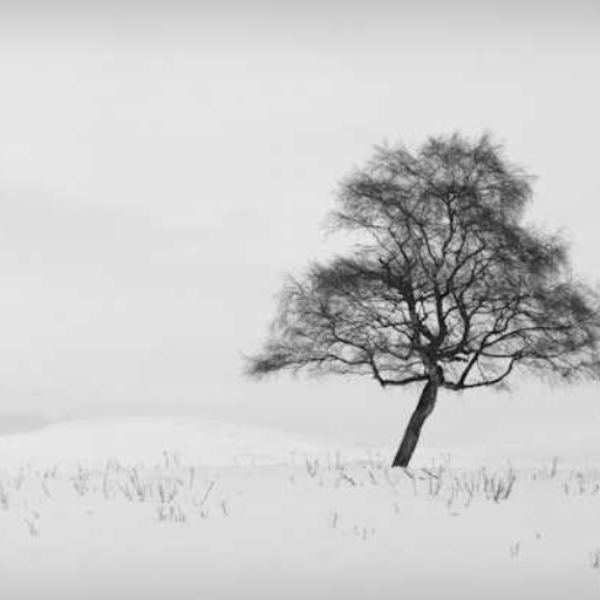 Winter Tree