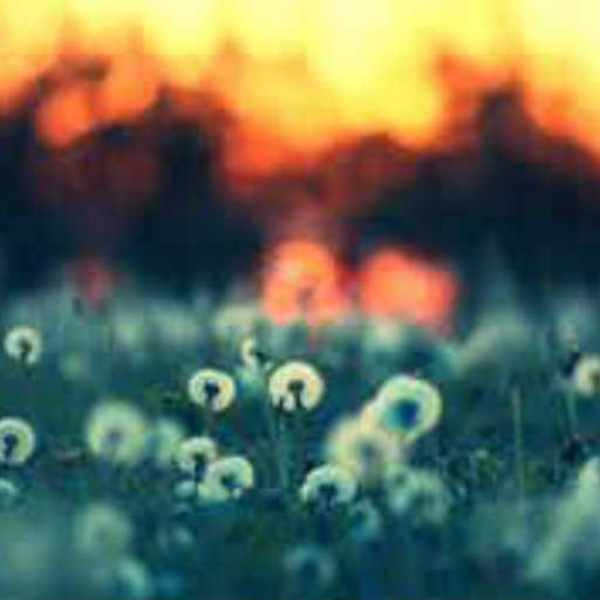 Without You