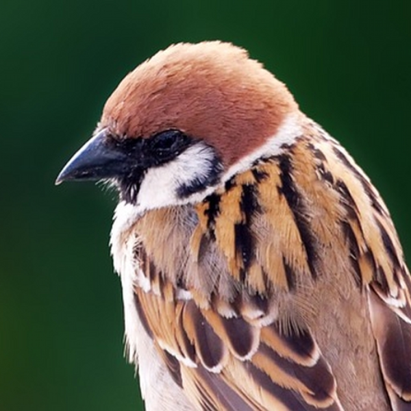 Vogel