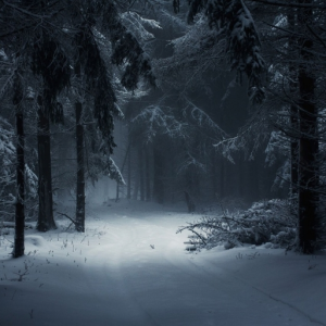 The sleeper's forest