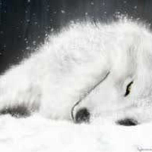 wolf
