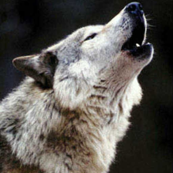 Wolf [prod. by K-HAOS & YungCash]