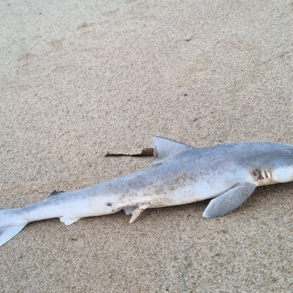 itsrainingcatsandsharks.wav