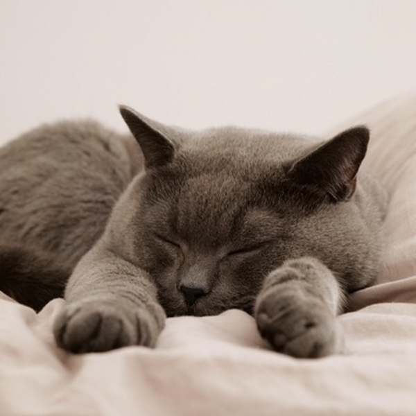 Music that puts people to sleep
