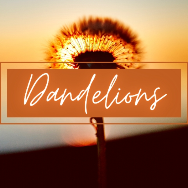 Dandelions