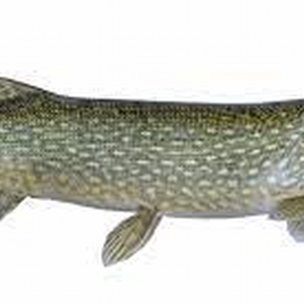 fishy track angler 52 remix dj keego trance