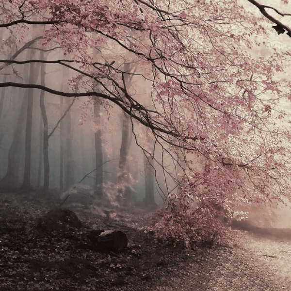 The Baranquon Forest