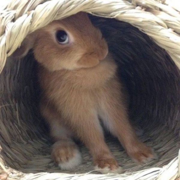 Jolly Bun