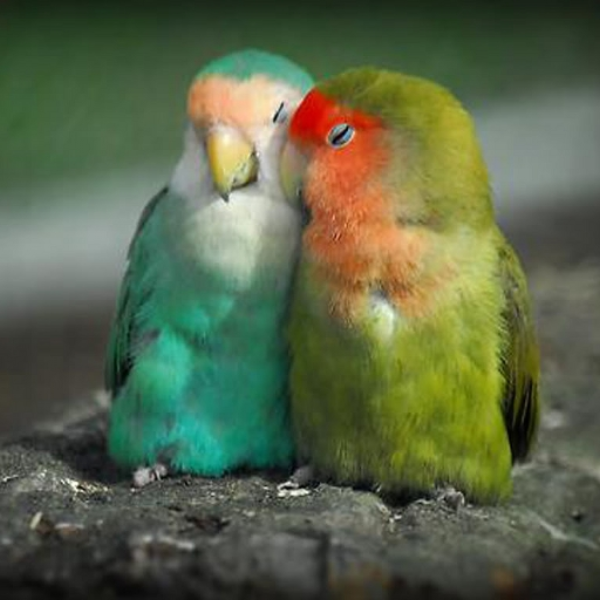 Love bird