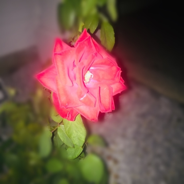 Cherished Moments