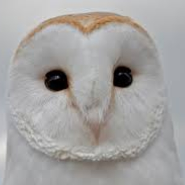 fuzzy