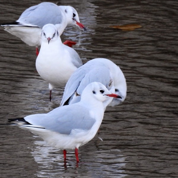 Song about seven birds: Divisible Indivisible