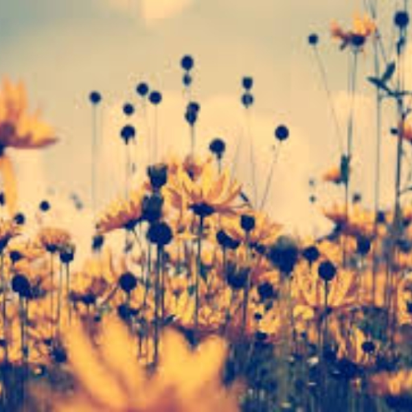 i´m sorry but your gone now....