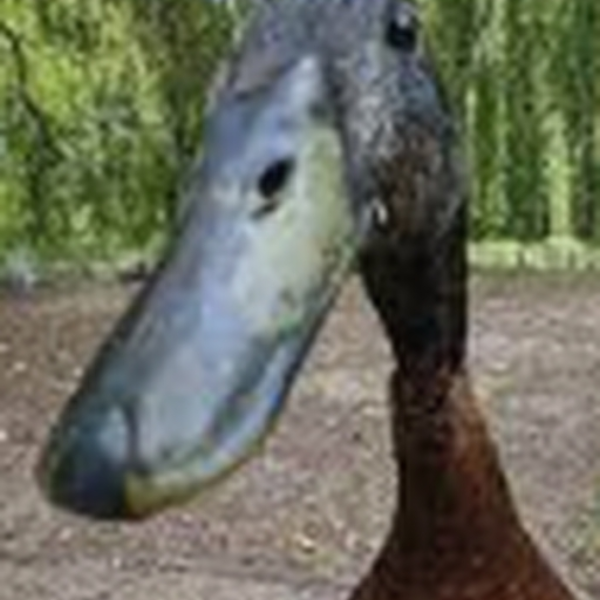 Quick longboi