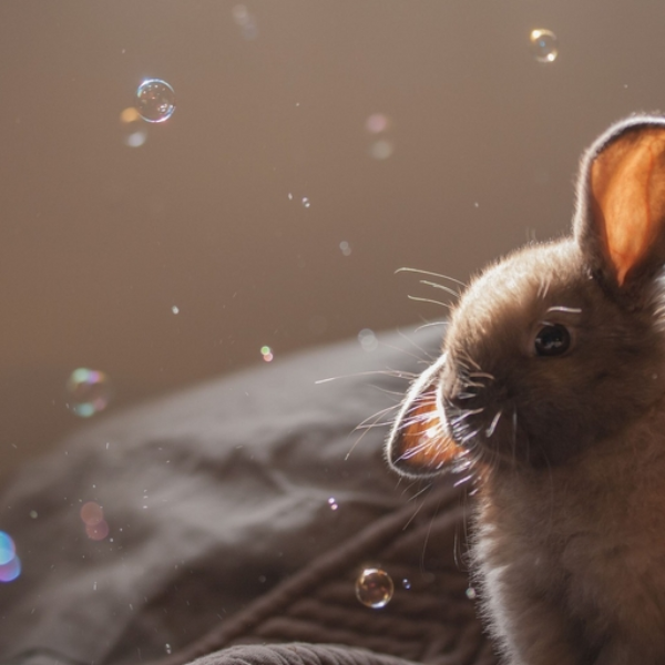 BunnyHop