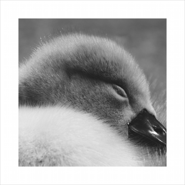 swan song