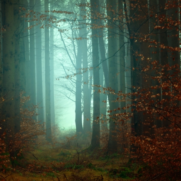 Forest 17