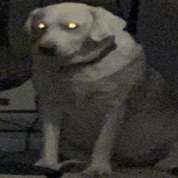 when the dog is sus and po9t is it's captive...