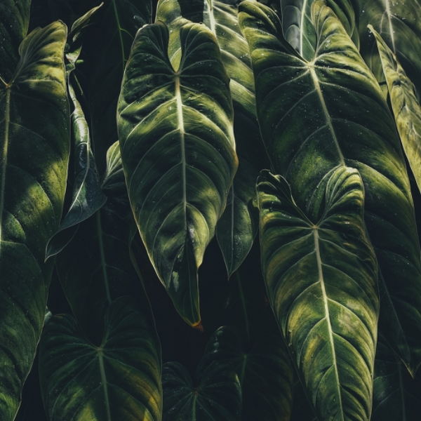 Leaf 1