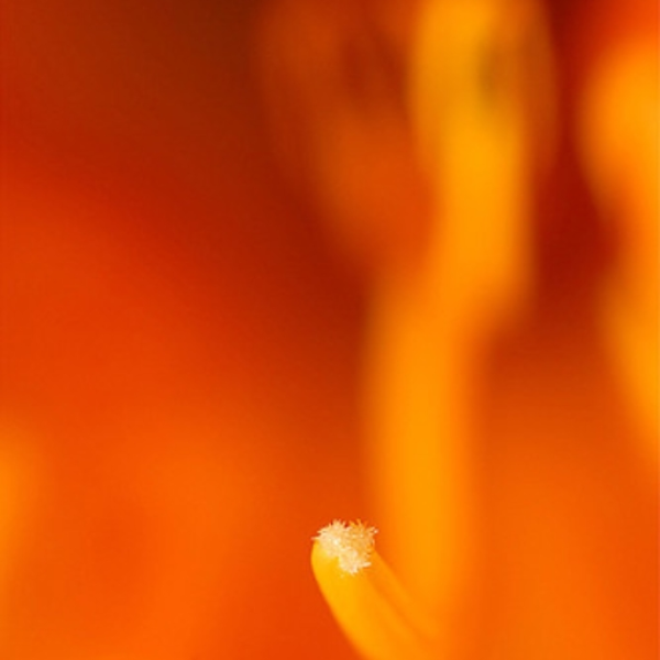 song of shattered bodies of fire