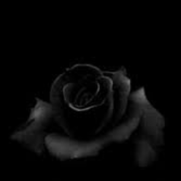 Black Roses