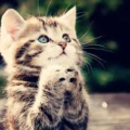 00fog