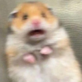 0_Hamster_0