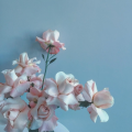 Mountain flower
