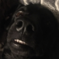 15197_vbsd_us
