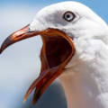 22gull_strobertschool_org