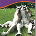 291699_nlvikings_com