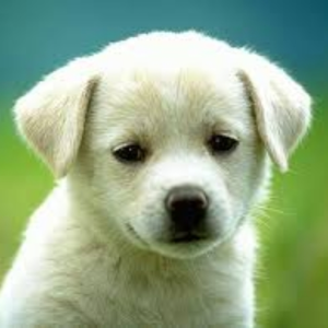 bridoginthehouse