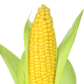 320001683_vbsd_us
