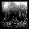 Nevergreen